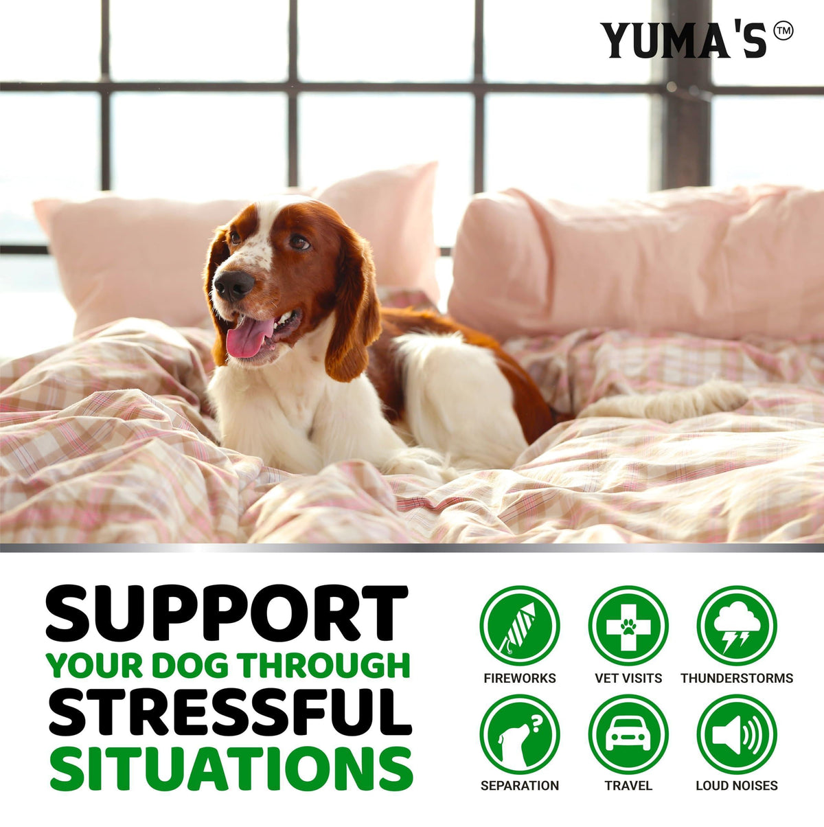 Hemp Calming Chews for Dogs Advanced Dog Calming Chews 170 Treats Anxiety Relief Treats Hemp Oil Separation Aid Stress Hip and Joint Supplement for Canine Health Support Beef Flavor