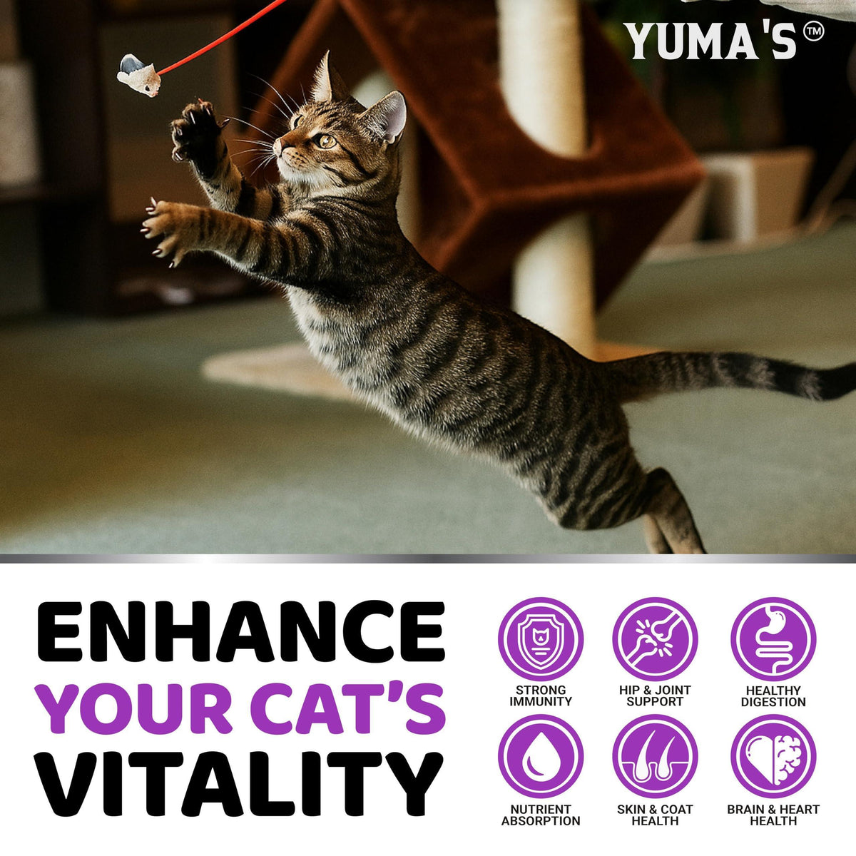 Cats Multivitamin Chewable Hip Joint Support Immune Health Skin Heart Digestion Probiotics